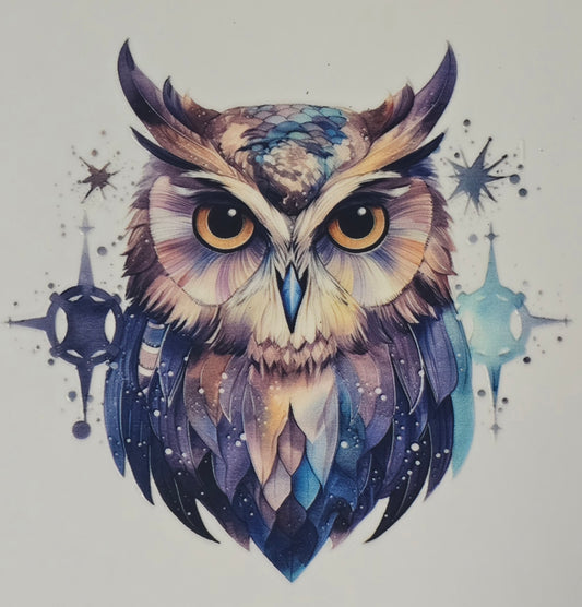 Owl 13