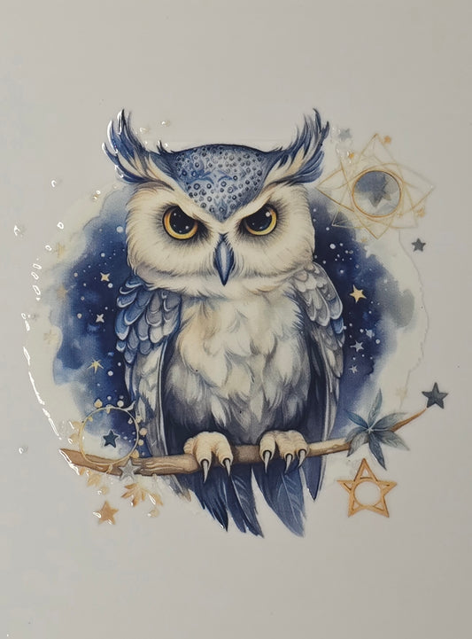Owl 6