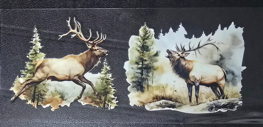 Elk 2