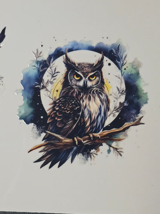 Owl 11